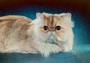 Shaded golden Persian sire. CH deals can’t stop the feeling