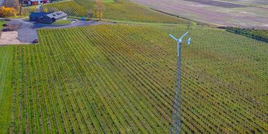 Wind turbine in the vineyards.