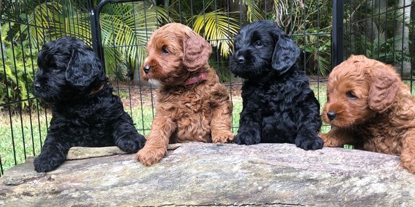 Black and Red Labradoodle puppies