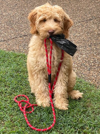 Australian Labradoodle