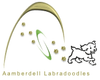 Aamberdell Labradoodles
