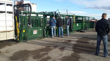 Arrowquip cattle handling demo