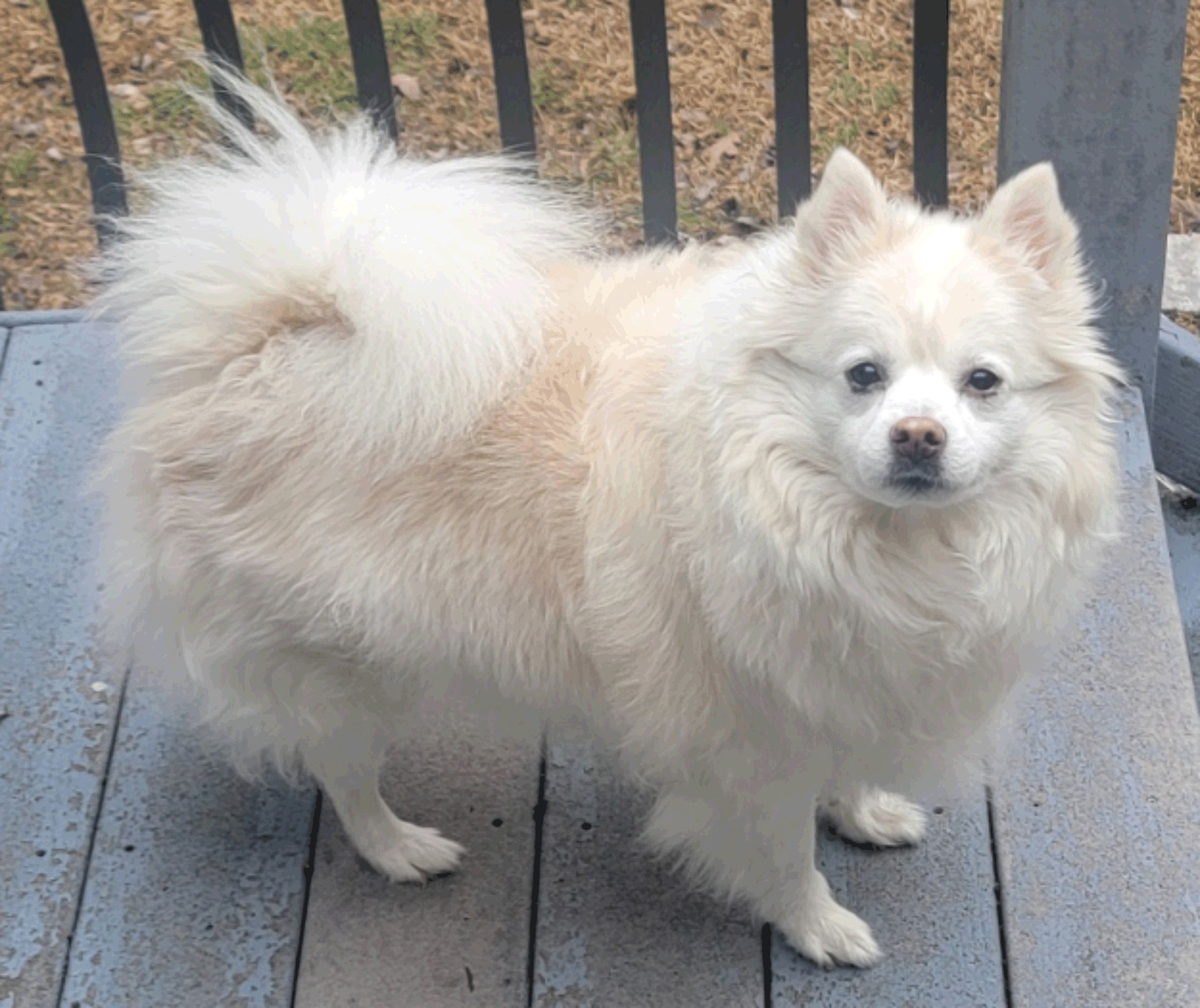 Fluffy cream-colored dog standing on a wooden deck.