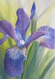blue iris, iris