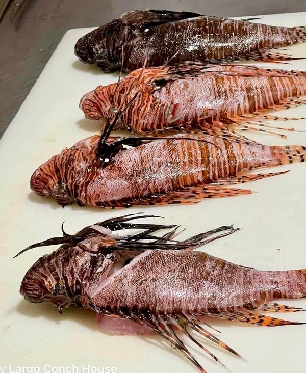 lionfish on the cutting table