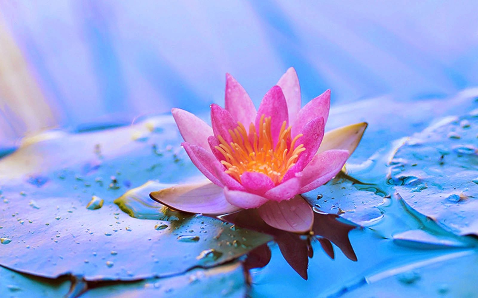 Distant Healing | lotus healing