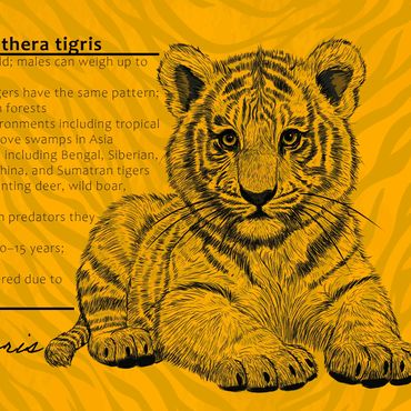 Illustration of a tiger cub with facts about Panthera tigris, the largest cat species.