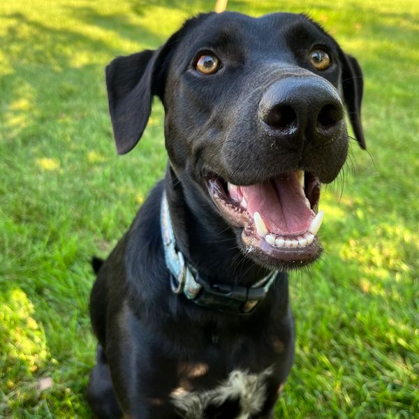 Pet Sitter spending time with dog outisde after walk