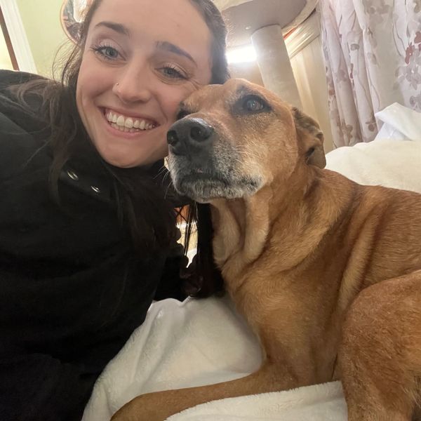 Calm dog lounging after walk with professional pet sitter