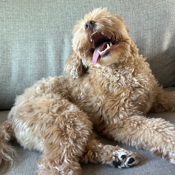 Happy dog during pet sitting visit