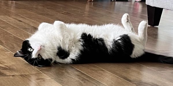 Cat lounging during pet sitting visit with Dually and Friends