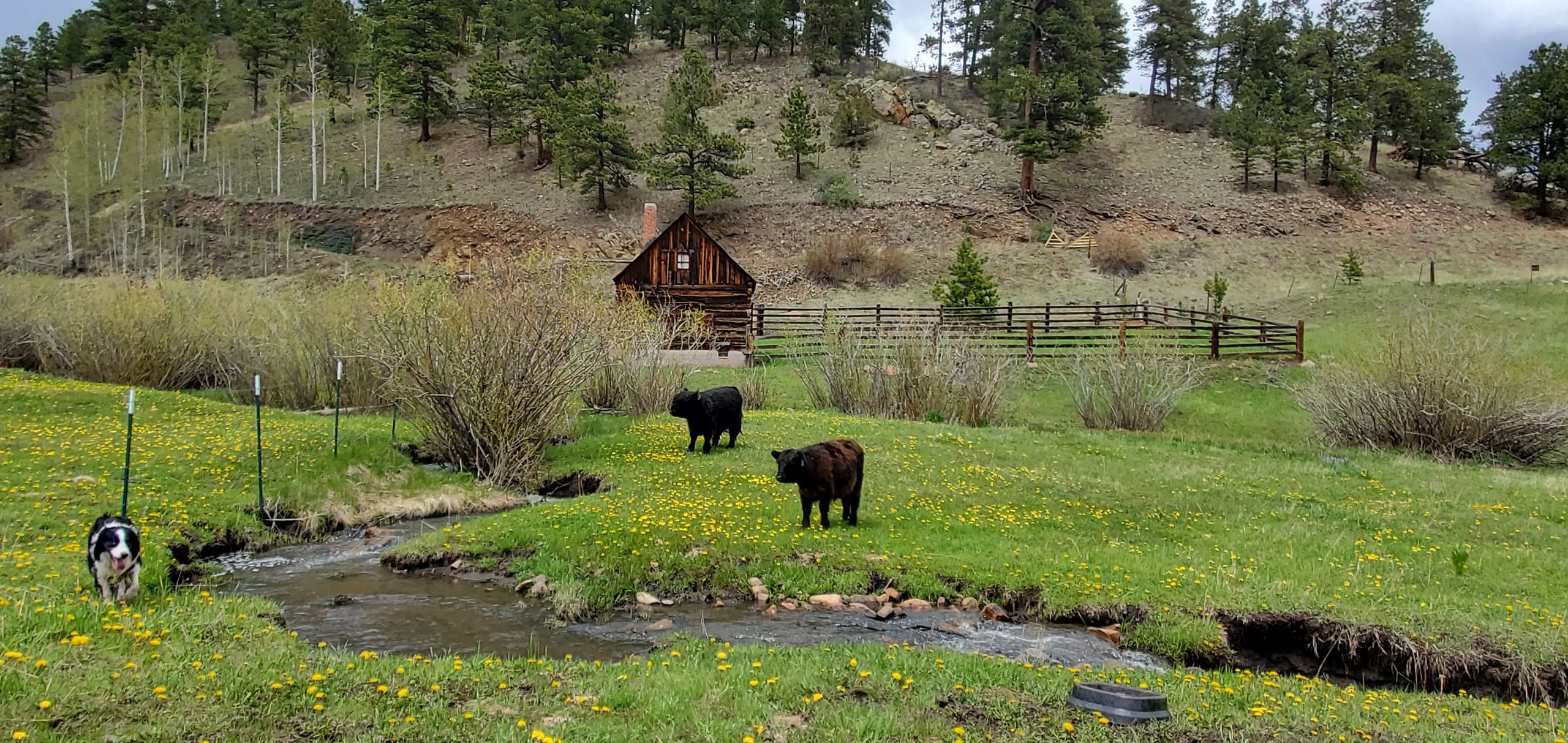 Bulls B32 and B40 waiting in horse pasture for move to north end with their own herd June 9, 2023