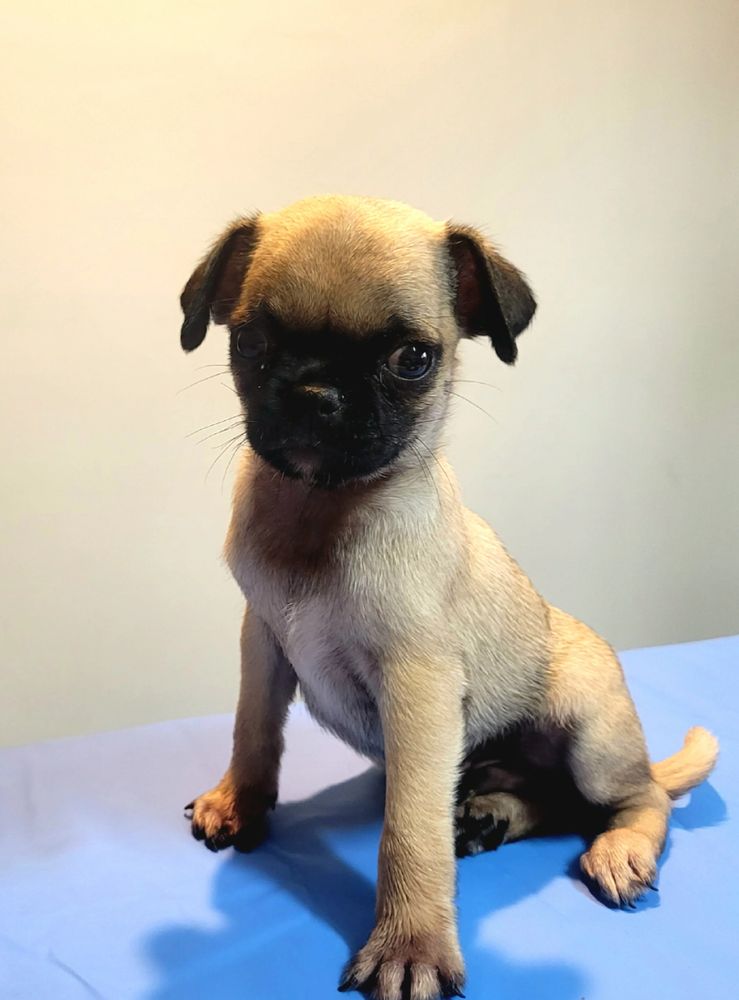 Puppies for sale.
Puppy Place puppies Hillcrest.
Puppy Pad Brisbane.