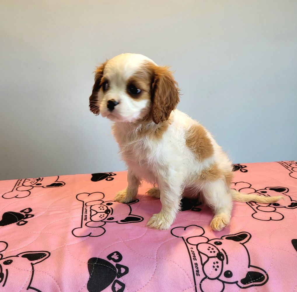 Puppies for sale Brisbane
puppy pad at Puppy Place Hillcrest