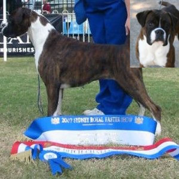 Boxer dog Bob-tail the first in Australia