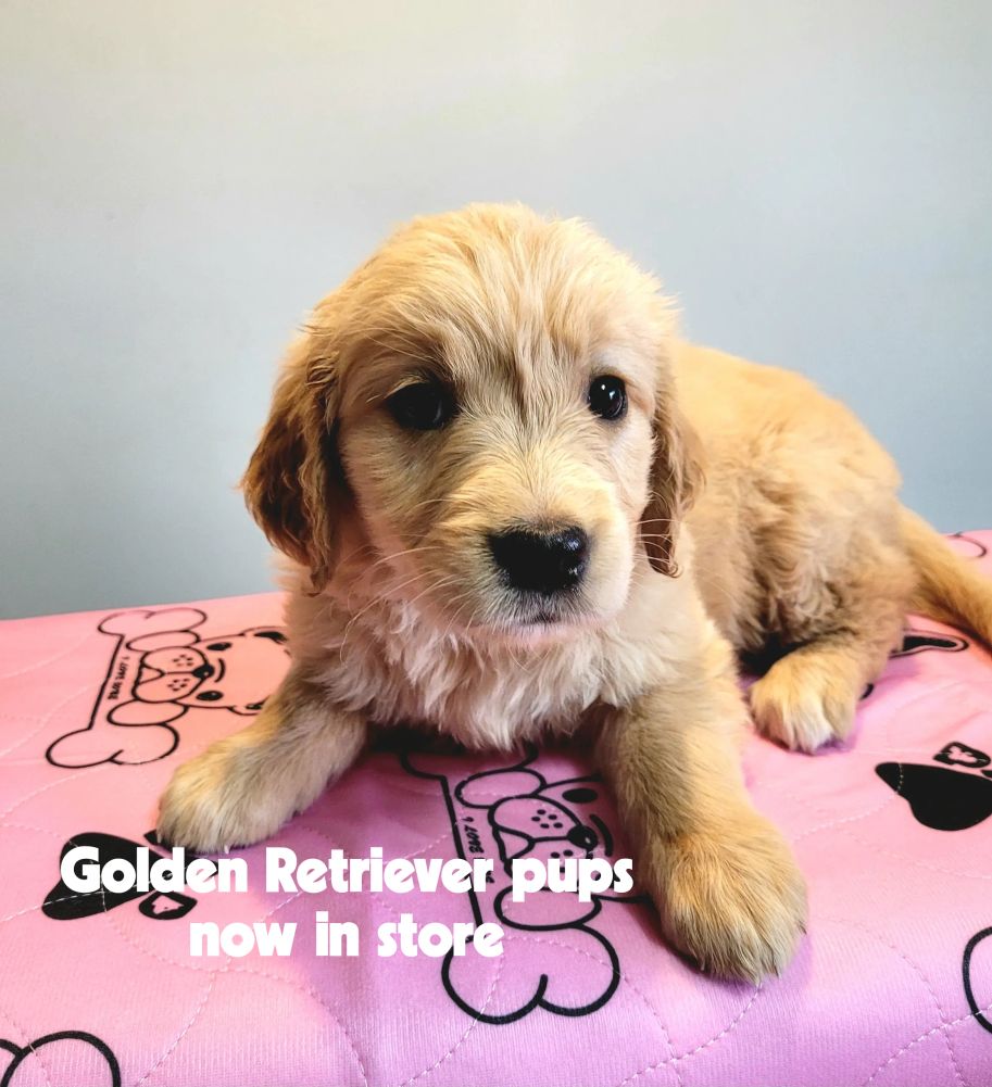 Golden Retriever puppies for sale