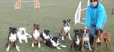Our Boxer dogs in England prior to their journey to Australia.