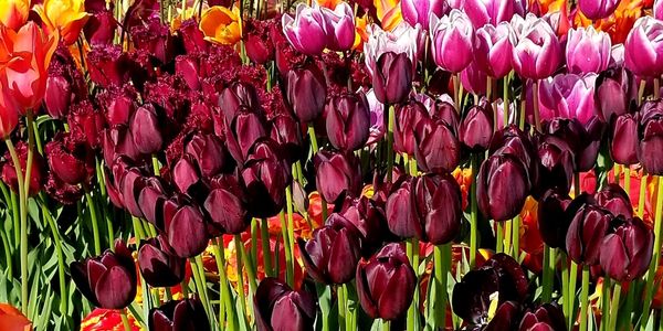 A vibrant field of multicolored tulips in full bloom.
