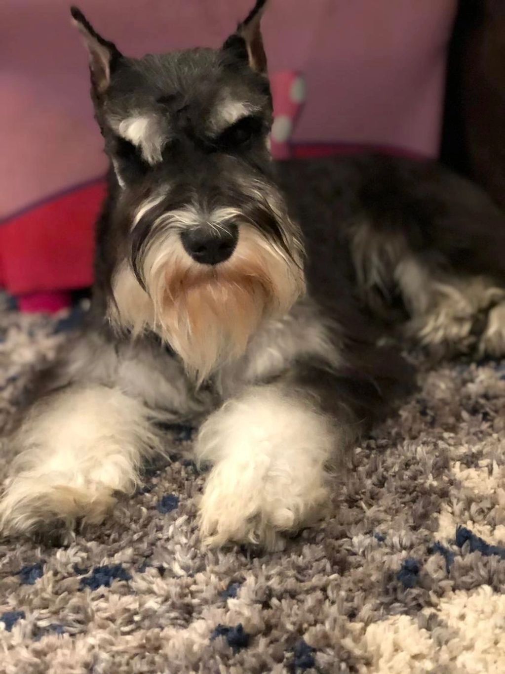 The male stud Gonzo Jezzy Dogs