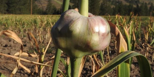 Garlic bulbils almost ready for harvest.