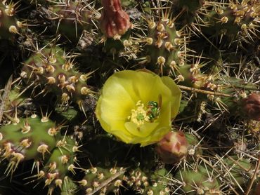 Prickly Pear Cactus in bloom.