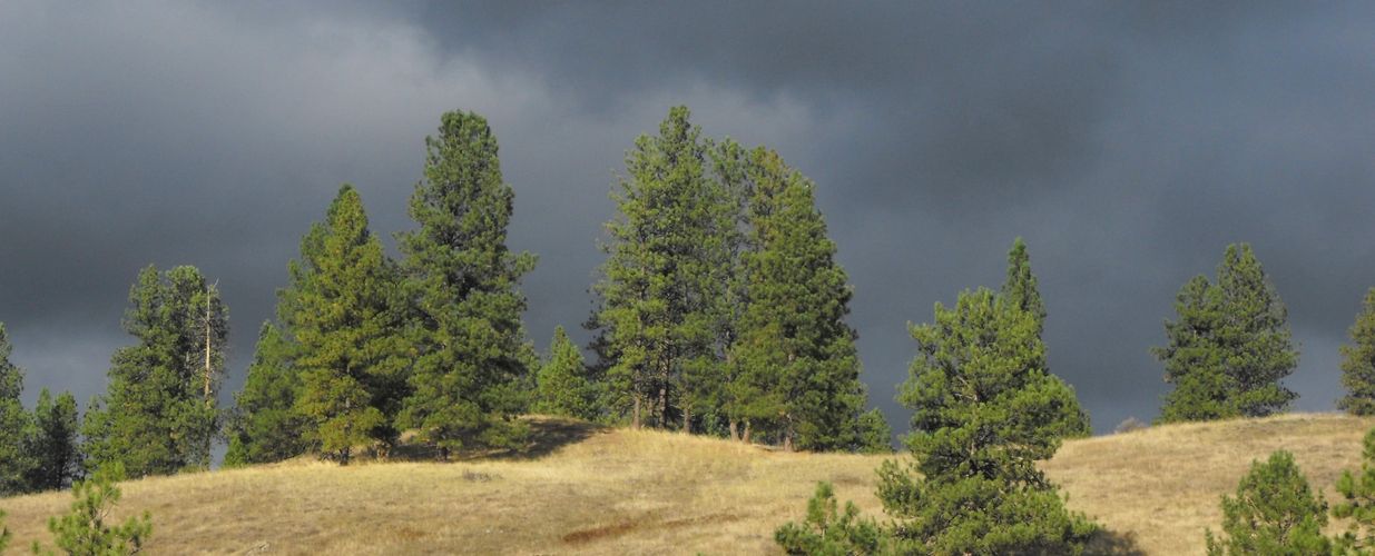 A grassy pine-covered hill on the farm.
