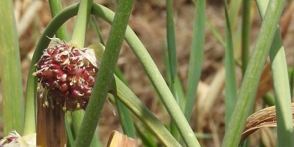 Mature garlic bulbils.