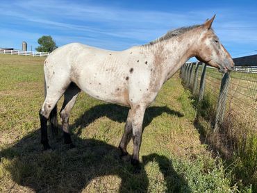 Glacier Kitty Foundation Appaloosa Mare