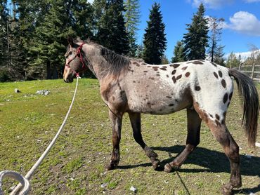 Bay leopard stallion
