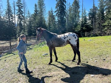Bay leopard stallion