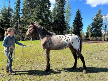Bay leopard stallion