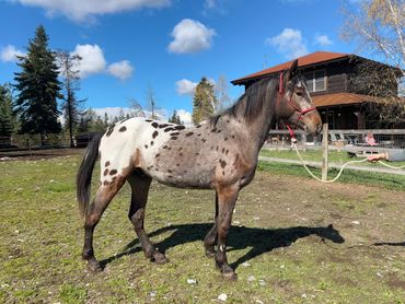 bay Leopard Stallion