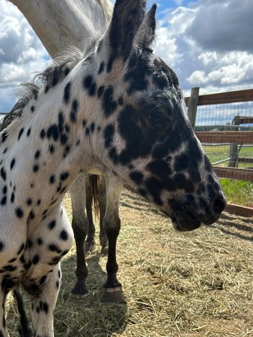 Black leopard appaloosa