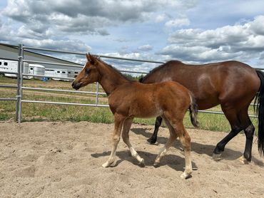 Foundation Appaloosa filly 2024 Bobcat