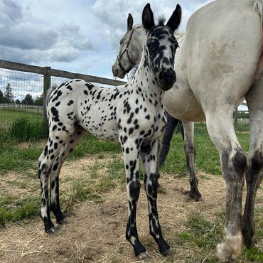 black Leopard Appaloosa