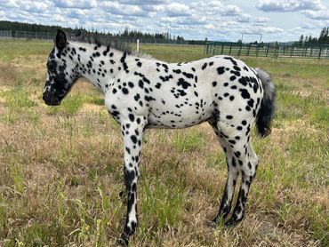 Black leopard Appaloosa