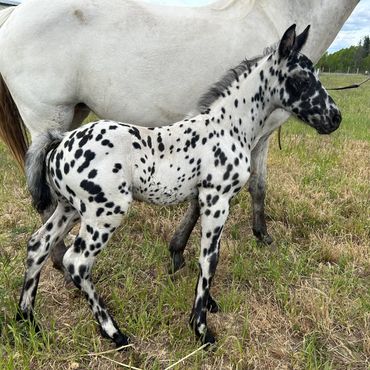Black Leopard Filly