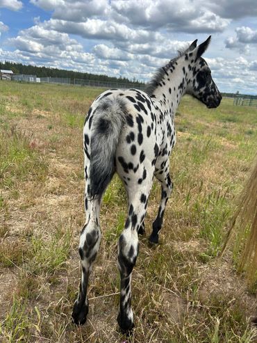Black leopard appaloosa