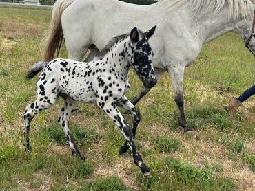Black leopard appaloosa