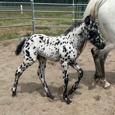 Black Leopard Foundation Appaloosa