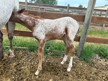 Red Leopard Foundation Appaloosa Filly