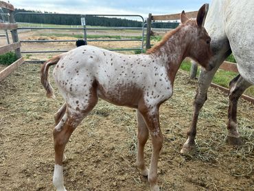 Red Leopard Appaloosa Filly