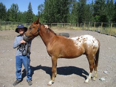 Neemeepoos Glacier Chief Foundation Appaloosa Stallion