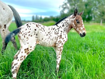 Bay leopard Appaloosa filly