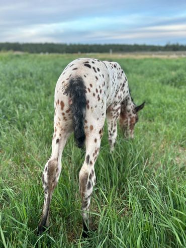 Bay leopard Appaloosa filly