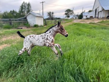 Bay leopard Appaloosa filly
