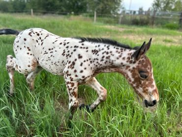 Bay leopard Appaloosa filly