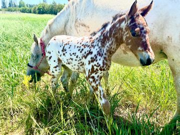 Bay leopard Appaloosa filly