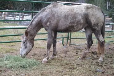 Neemeepoo Prairie Rose Foundation Appaloosa Mare