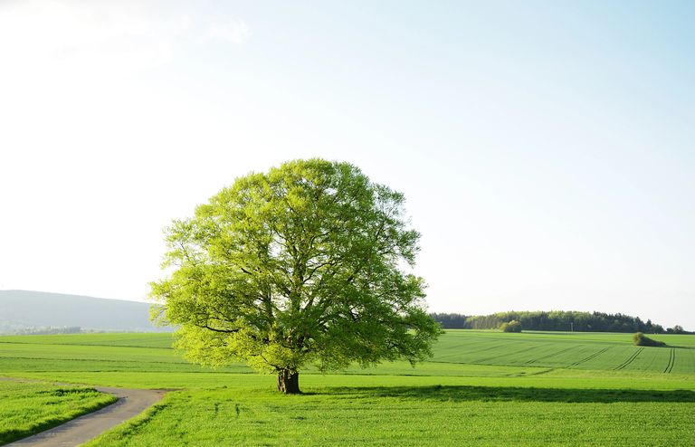 Tree where people can come together/meet in the middle.